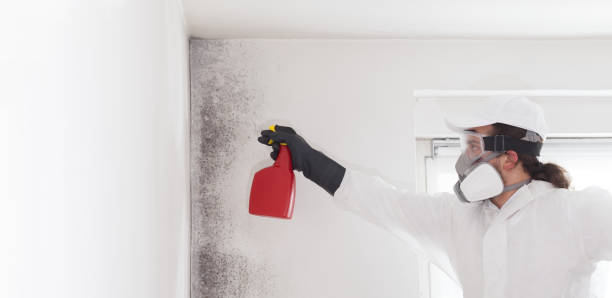 Best Kitchen Mold Remediation in Chalmette, LA
